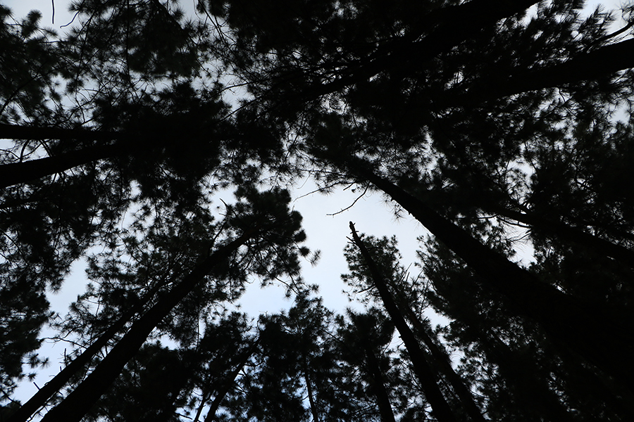 pine-trees-vagamon